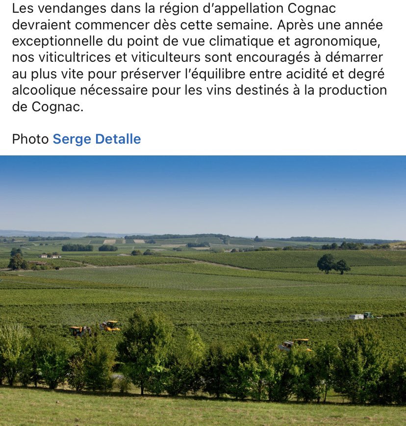 AuroreClisson's tweet photo. 🇫🇷Bon courage à nos viticulteurs qui ont vécus une période délicate avec cet été chaud et sec.#viticulteurs #vendanges #Cognac @Cognac_Official #grandechampagne https://t.co/zmascVNFyB
