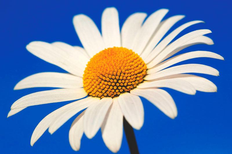 MMAddoktor's tweet image. Sabías que la margarita no es una flor. Es un tipo de inflorescencia (capítulo), una flor compleja formada a partir de muchas flores. Cada pétalo blanco (lígula) y cada puntito amarillo (flósculo) es una flor. Así que si regalas una margarita estás regalando un ramo de flores.