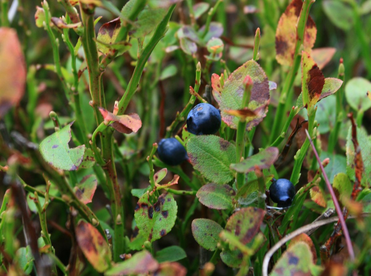It might be the end of the summer holidays but you can still enjoy the last of the juicy #bilberries before autumn arrives. Bilberry is just one of the native moorland species we plant to help stabilise the peat and increase moorland biodiversity.   #magicmoors #peatlandmatters