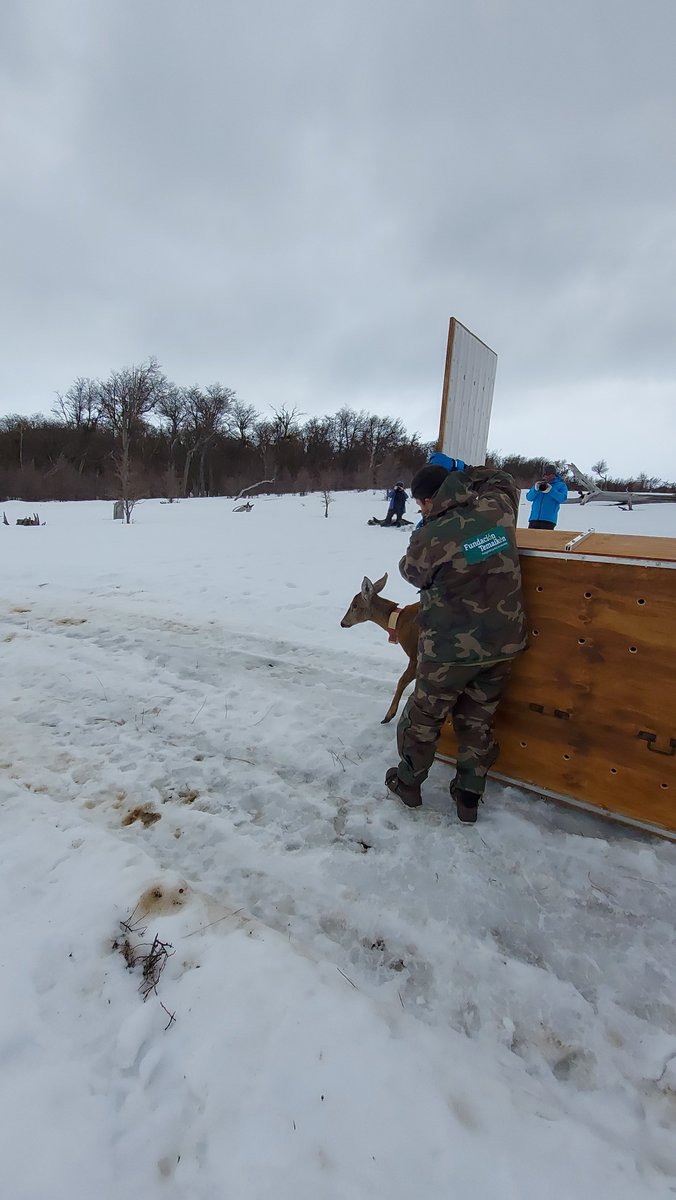 PUESTA EN MARCHA DEL PRIMER CENTRO DE CRÍA DE HUEMULES DE ARGENTINA PARA EVITAR SU EXTINCIÓN. Es en Chubut y concentra esfuerzos de distintas organizaciones y Estado.

temaiken.org.ar/novedad-trabaj…

<a href="/gobiernochubut/">Gobierno del Chubut</a> <a href="/ChubutPatagonia/">Chubut Patagonia</a>   @MinAmbChubut  <a href="/AnsiltaOficial/">Ansilta</a>  <a href="/VuelaJetSMART/">JetSMART</a>