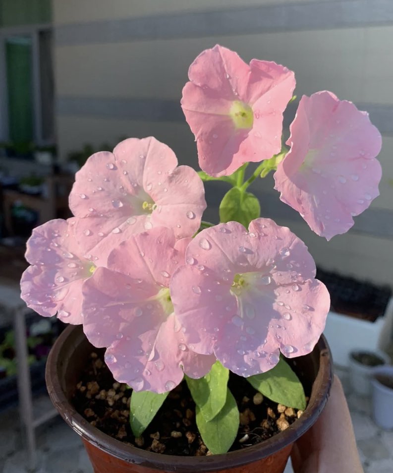 heartipink tweet picture