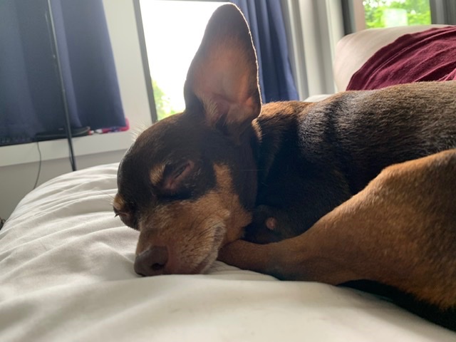 bleusuki's tweet photo. @NBergstresser He looks like mine!!! https://t.co/ugsQtgIoQa