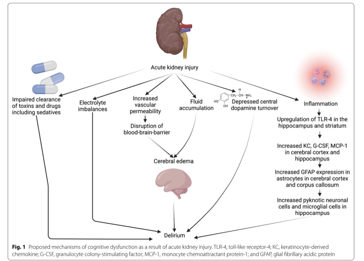 JonathanNefro's tweet photo. En daño renal agudo, el delirio 🧠 se observa en ~60% de los pacientes, ↑5 veces el riesgo. Es multifactorial y las diálisis junto con el ajuste electrolítico, de volumen, ácido base y de fármacos atenúan esta complicación

#ISNyoung

Critical Care 2022
https://t.co/o6zxj8Lg0v https://t.co/n7MZam3o1J