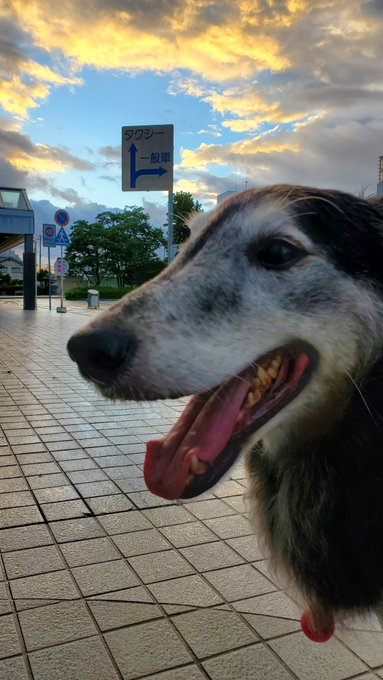 猫のフレーメン反応をうちの娘 猫 で確認してしまったので写真とともにご紹介します にちぶろぐ