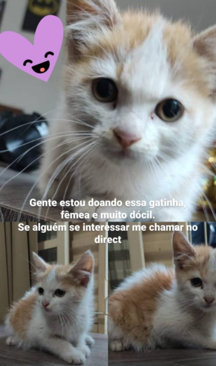 arthorr_'s tweet photo. nossa Sasa 🙀 tu mudou 
ficou bonita 😻 do nada 
quando nós vamos sair? 🙀
quando vai passar lá em casa?😼

pra mostra que o mundo 🌍 gira eu vou te comer 😼 só de raiva 😾 🥀🥀

#evoluiu #mundogira🌍🌍 https://t.co/NtDmDNFnfb
