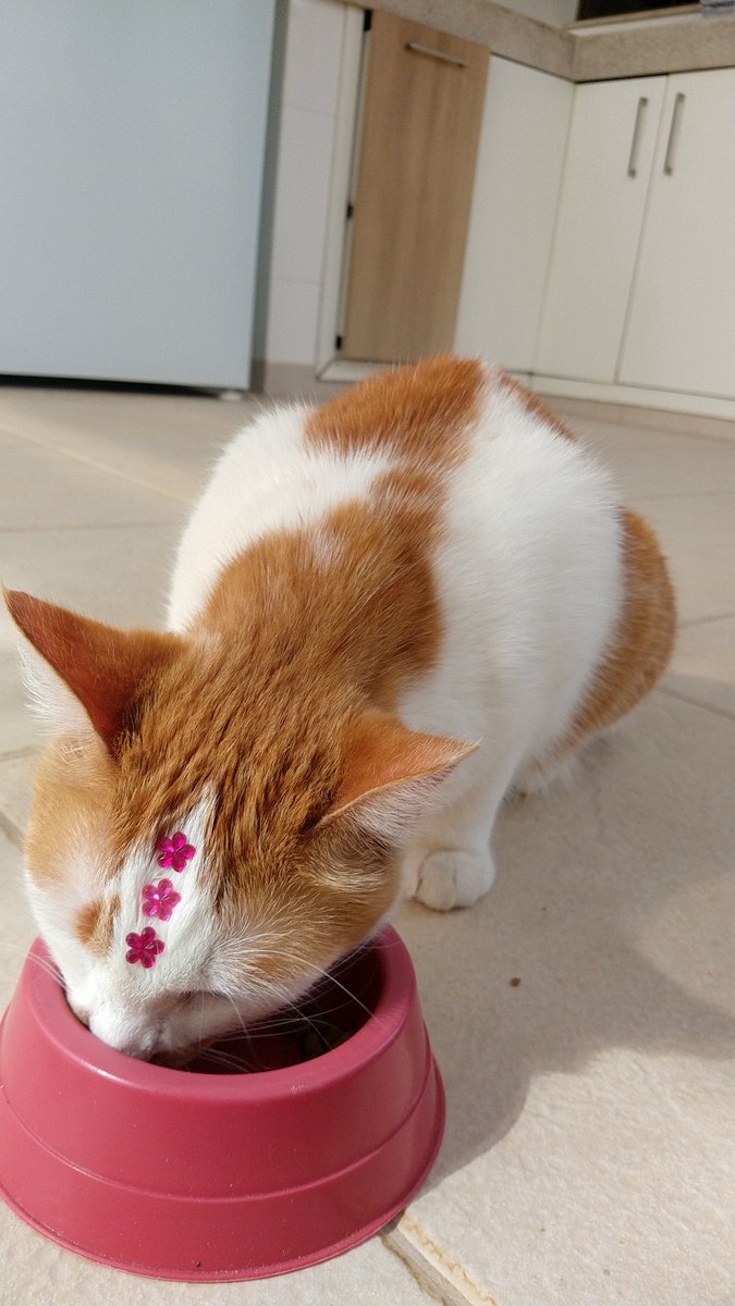 arthorr_'s tweet photo. nossa Sasa 🙀 tu mudou 
ficou bonita 😻 do nada 
quando nós vamos sair? 🙀
quando vai passar lá em casa?😼

pra mostra que o mundo 🌍 gira eu vou te comer 😼 só de raiva 😾 🥀🥀

#evoluiu #mundogira🌍🌍 https://t.co/NtDmDNFnfb