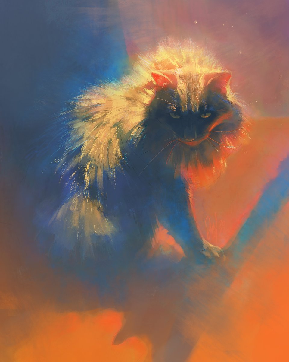 cat in the sunlight II ☀️