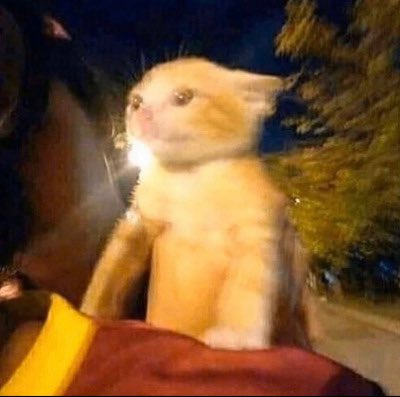 𝓦𝐎𝐋𝐅 - 𝐌𝐀𝐍. tweet media