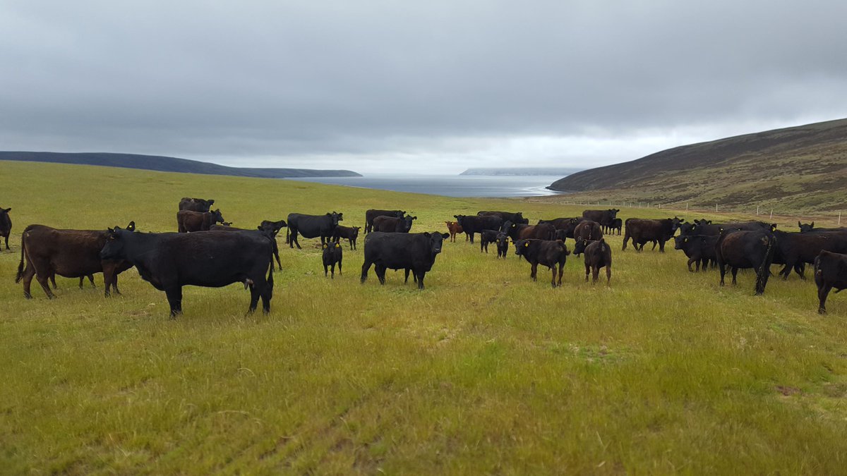 Hew Grierson tweet media