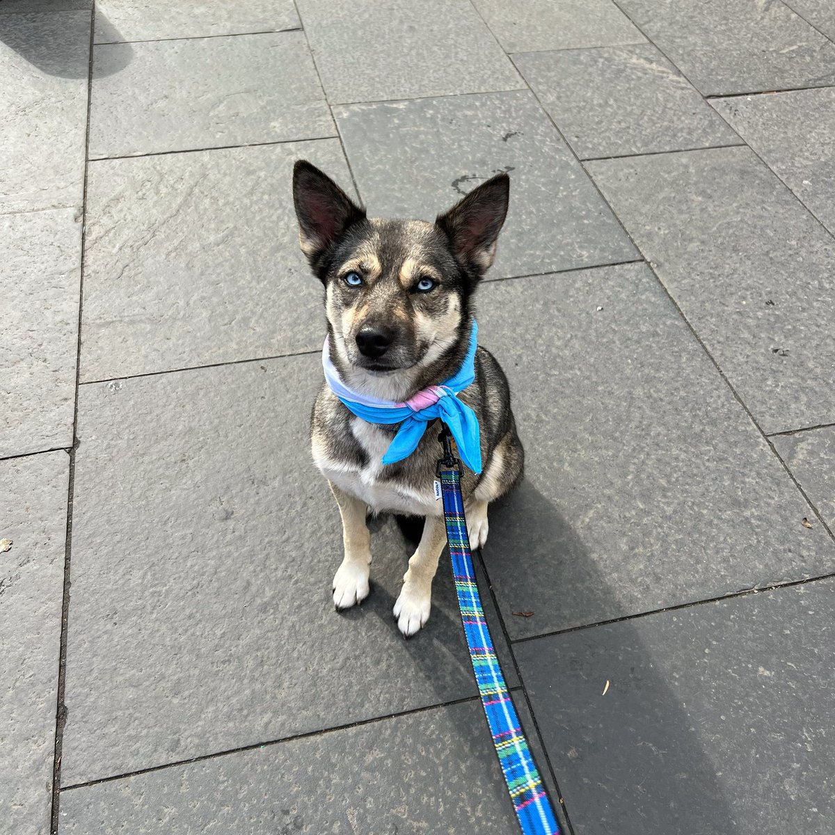 williemackenzie's tweet photo. My big, brave, beautiful girl did her first ever train trip today to also do her first ever protest! #ProudDad ๐ณ๏ธโโง๏ธ โ๐ฝ#dogs4equality #TransRightsAreHumanRights #transrightsmarch https://t.co/jxTApaDrOy