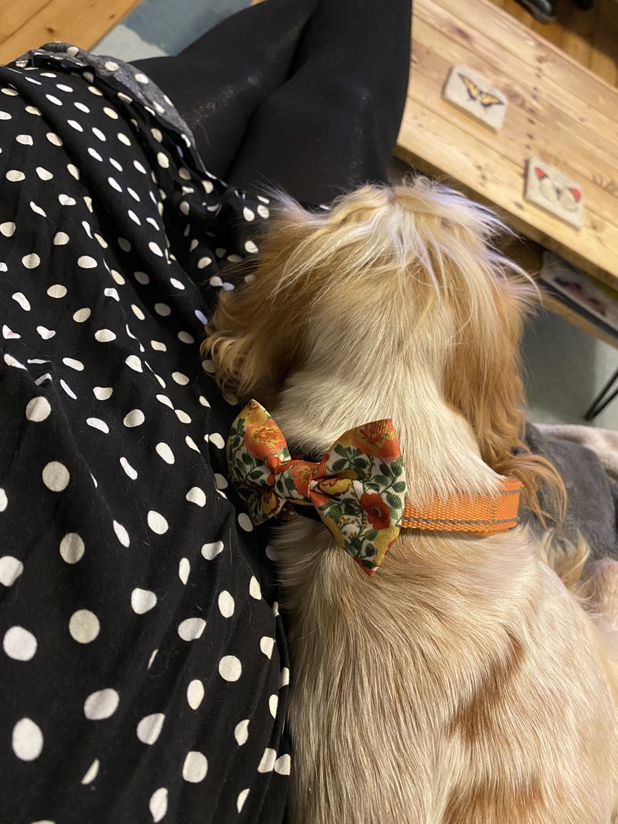 NancyPearDog's tweet photo. Snuggle time 🥰 https://t.co/aui1fplyjO