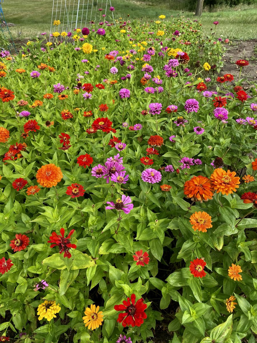 Colors of the garden palette. More comforting than a summertime quilt. 

#labordayweek #ptsgarden #gardening #zinnias #plantpatron #nature #art