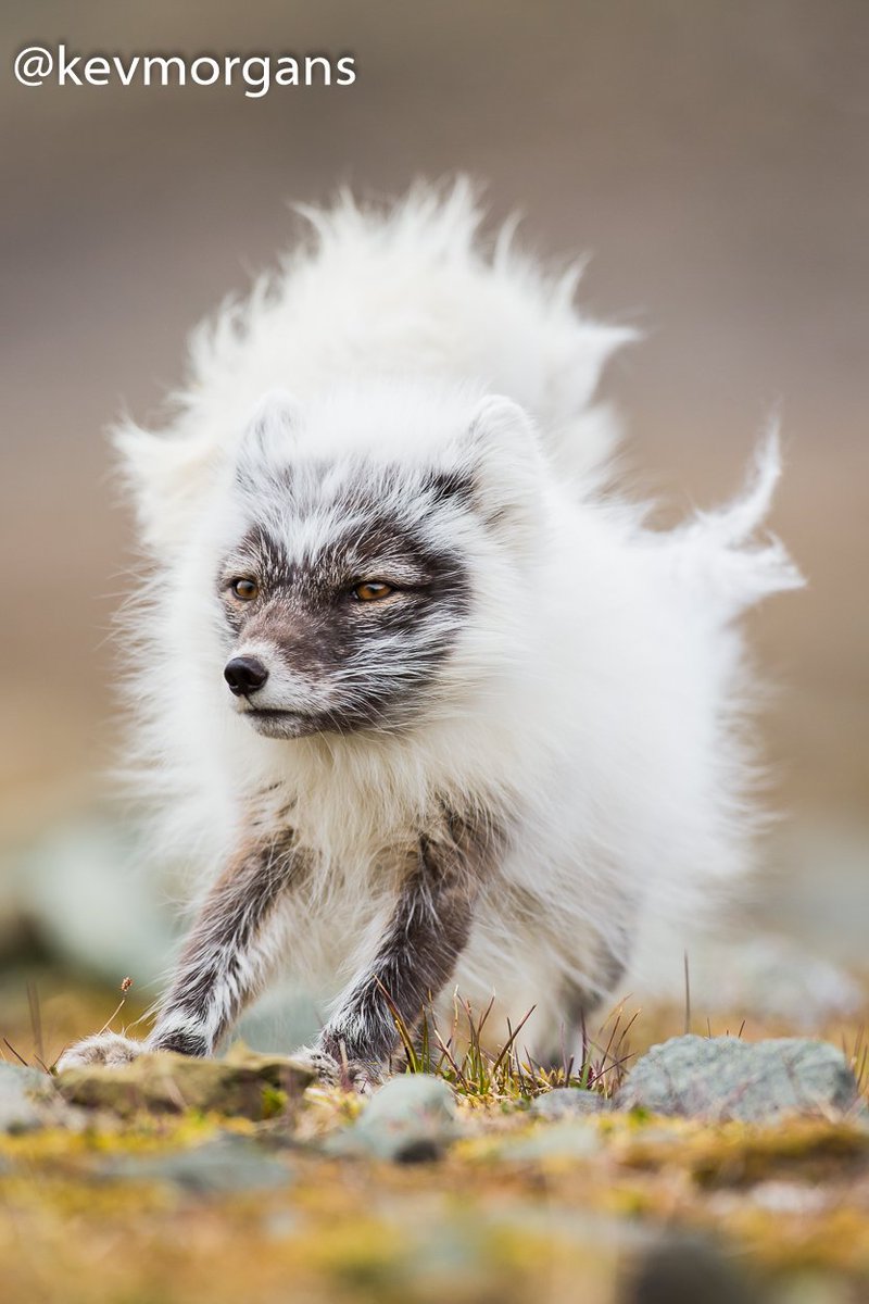 SubZeroFoxes's tweet image. This little Arctic Fox photo got us inspired. New Sub Zero Foxes coming soon.

📸 @kevmorgans