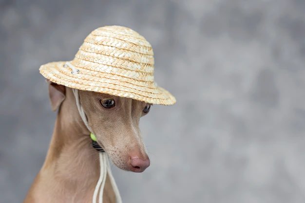 lassoleil's tweet photo. ted lasso characters as greyhounds: a thread 🐾 #TedLasso https://t.co/aa5UBt62Lq