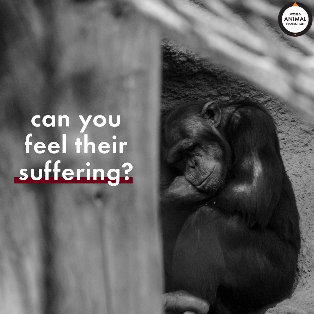 World Animal Protection US tweet media