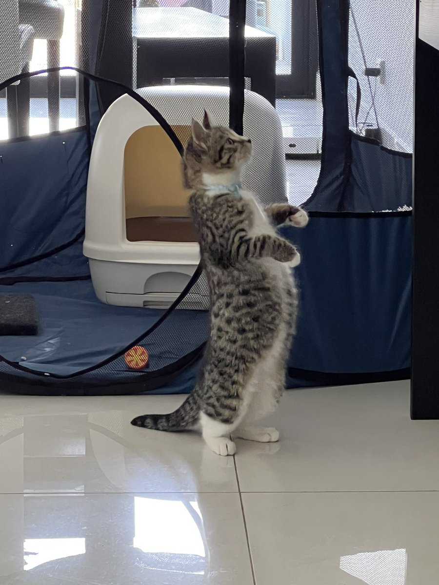 clare_fernando's tweet photo. There’s just something about a kitten impersonating a meerkat that makes me smile. Introducing our current foster kitty, 3-month-old Oscar, trying to figure out how to grab his toy from atop the organ. Love his protruding belly for balance 💚 #dchanimaladoptions https://t.co/NK5y1EwEfG
