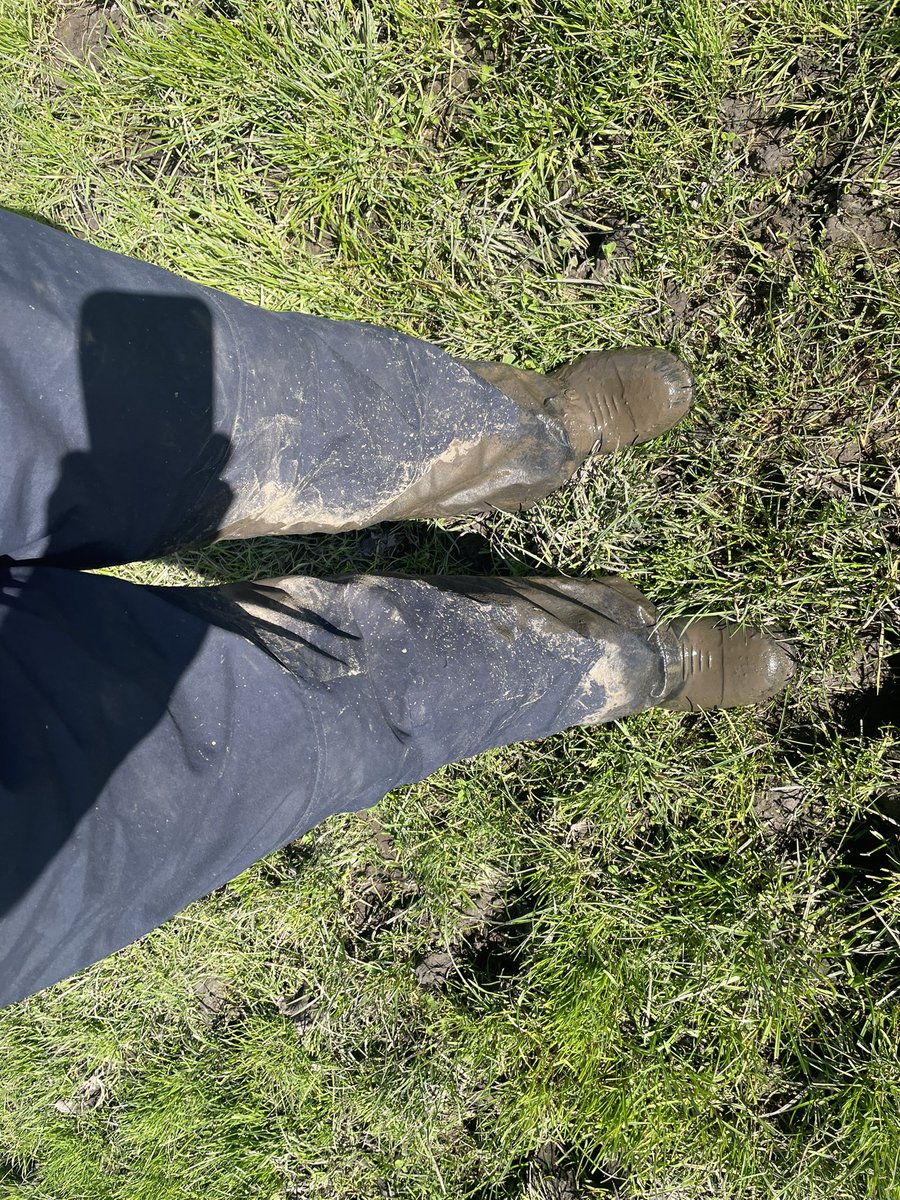 dsquibb2312's tweet photo. Checking #dairy #pasture conditions yesterday to assess #winter #damage. Plenty of #pugging and #wheelruts,leading to pasture #renovations this spring. Paddock maintenance and then oversowing with options from @DLFSeedsAU and @BarenbrugAUS . @TIADairy @dairy_tas @EldersLimited https://t.co/RywzpqgooB