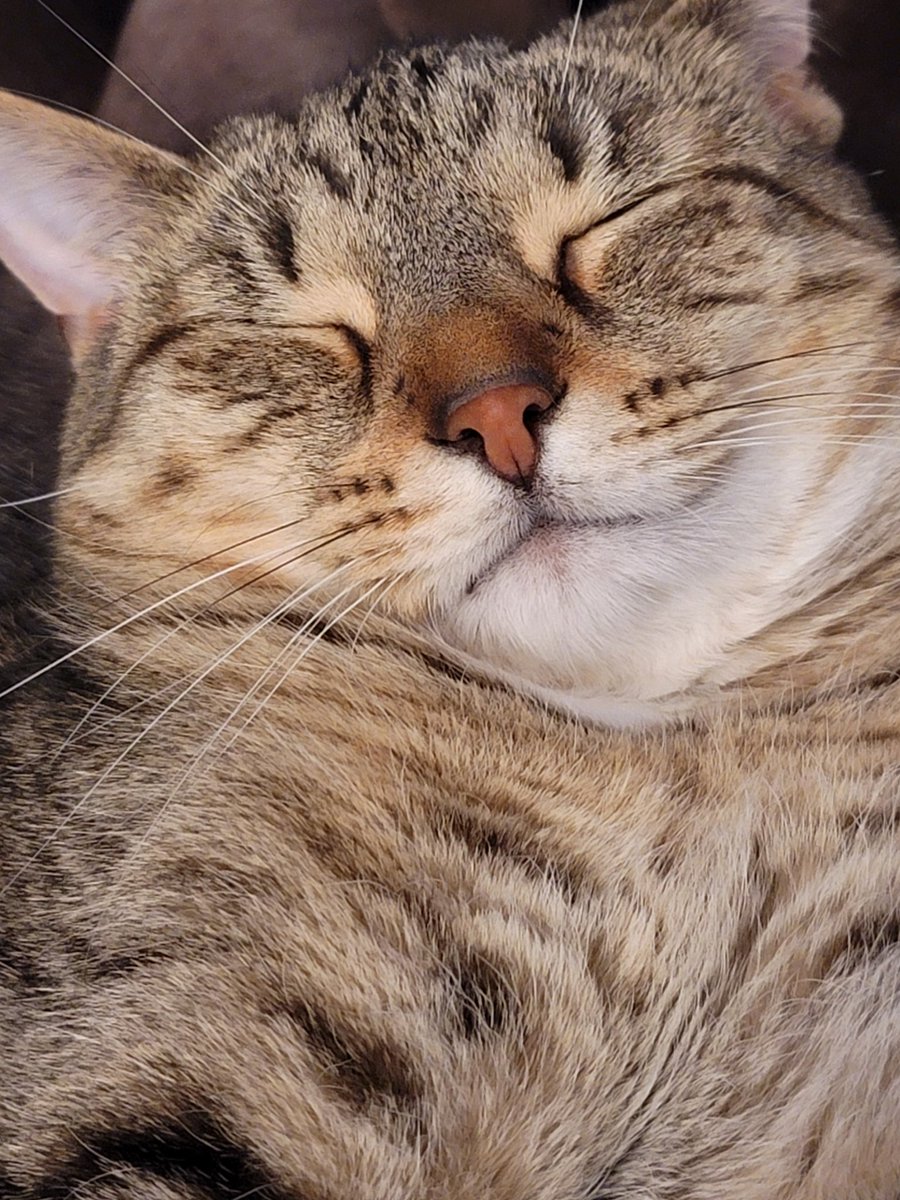 Saranlap tweet media