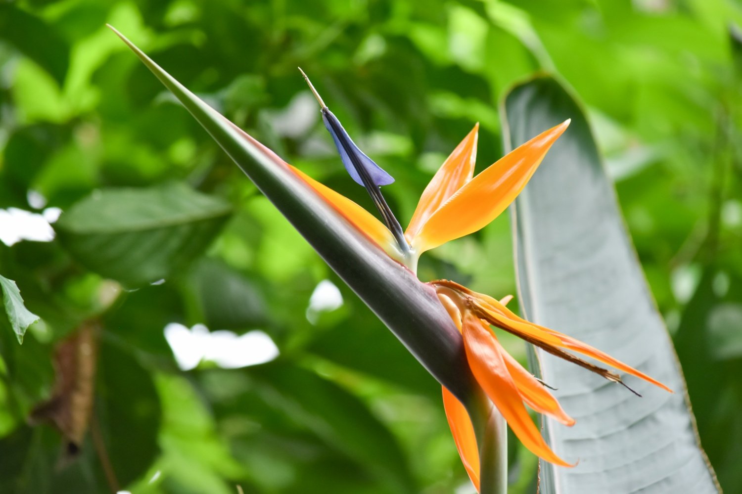 ストレリチア Twitter Search Twitter