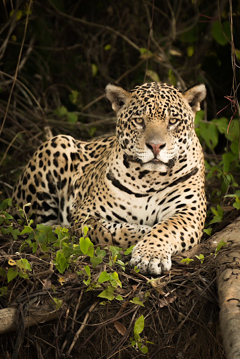 DianaDivver320's tweet photo. This greeter can't wait for you to visit its national park in #Brazil. #adventuretravel  https://t.co/8E8WB864uQ https://t.co/WI9SCGMM67