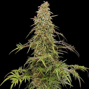 CannapotWebshop's tweet photo. Supafreak (Shapeshifter Selection) @ https://t.co/NFChU3HFle

a superb strain with an amazing look - check out, fast and mold resistant, easy to grow #supafreak #humboldtseedcompany #cannabis #dopeseeds #hanfsamen https://t.co/hi8Qk9Dv5i