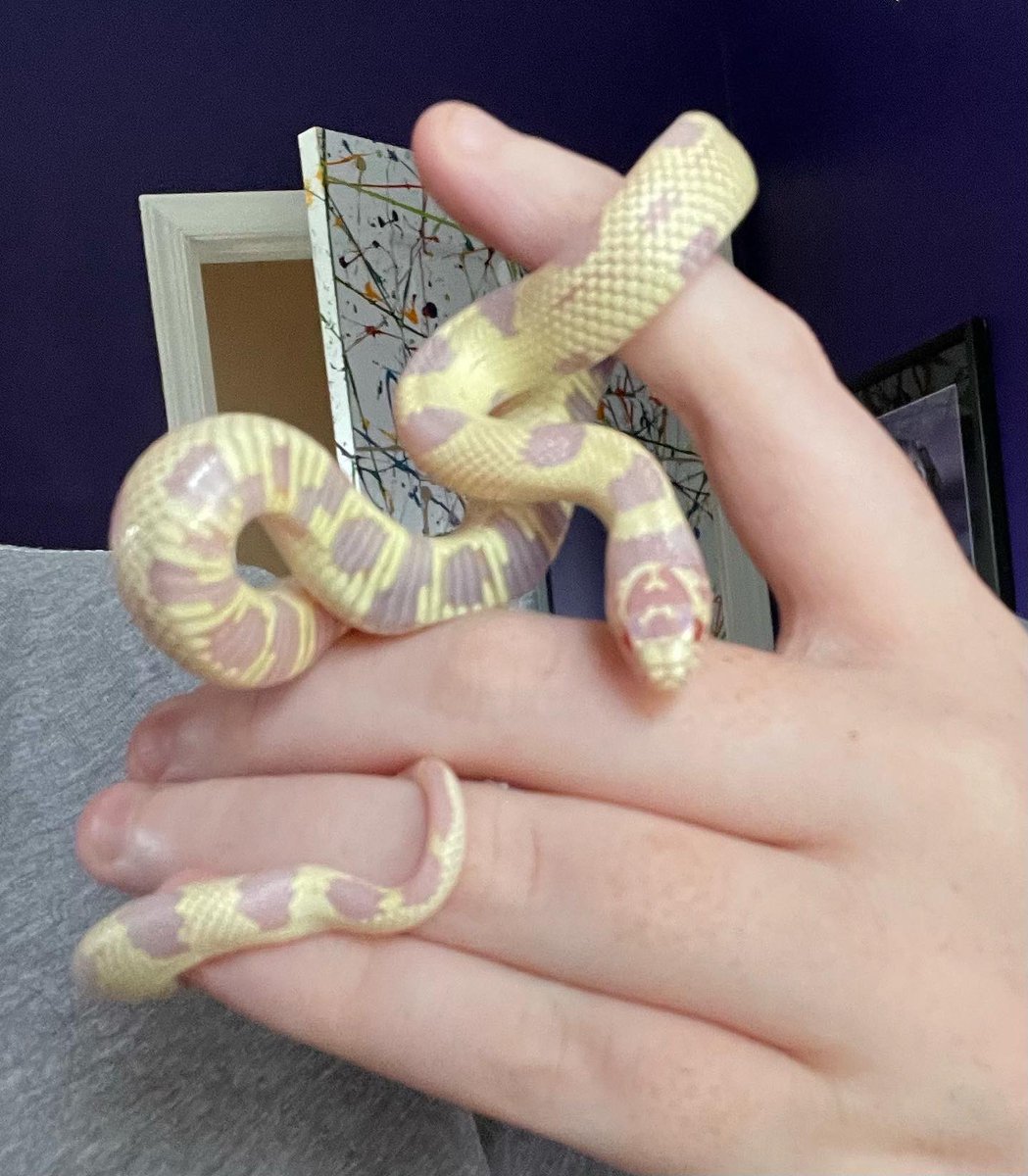 Pull_The_Chains's tweet photo. n e ways animal tax this is my beloved albino King, Ruoye 💕 She’s 10 months old! https://t.co/fZR74GiVXc