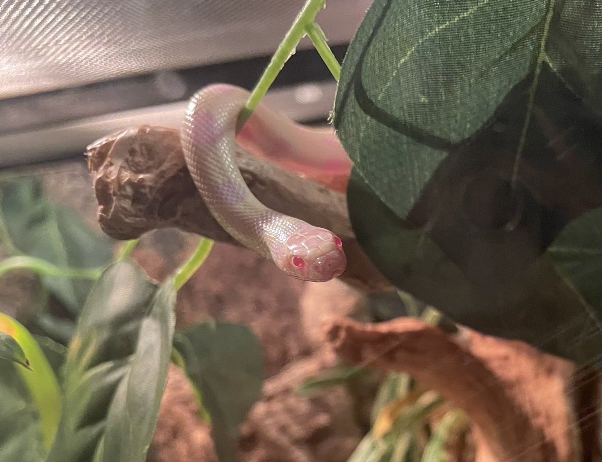 Pull_The_Chains's tweet photo. n e ways animal tax this is my beloved albino King, Ruoye 💕 She’s 10 months old! https://t.co/fZR74GiVXc