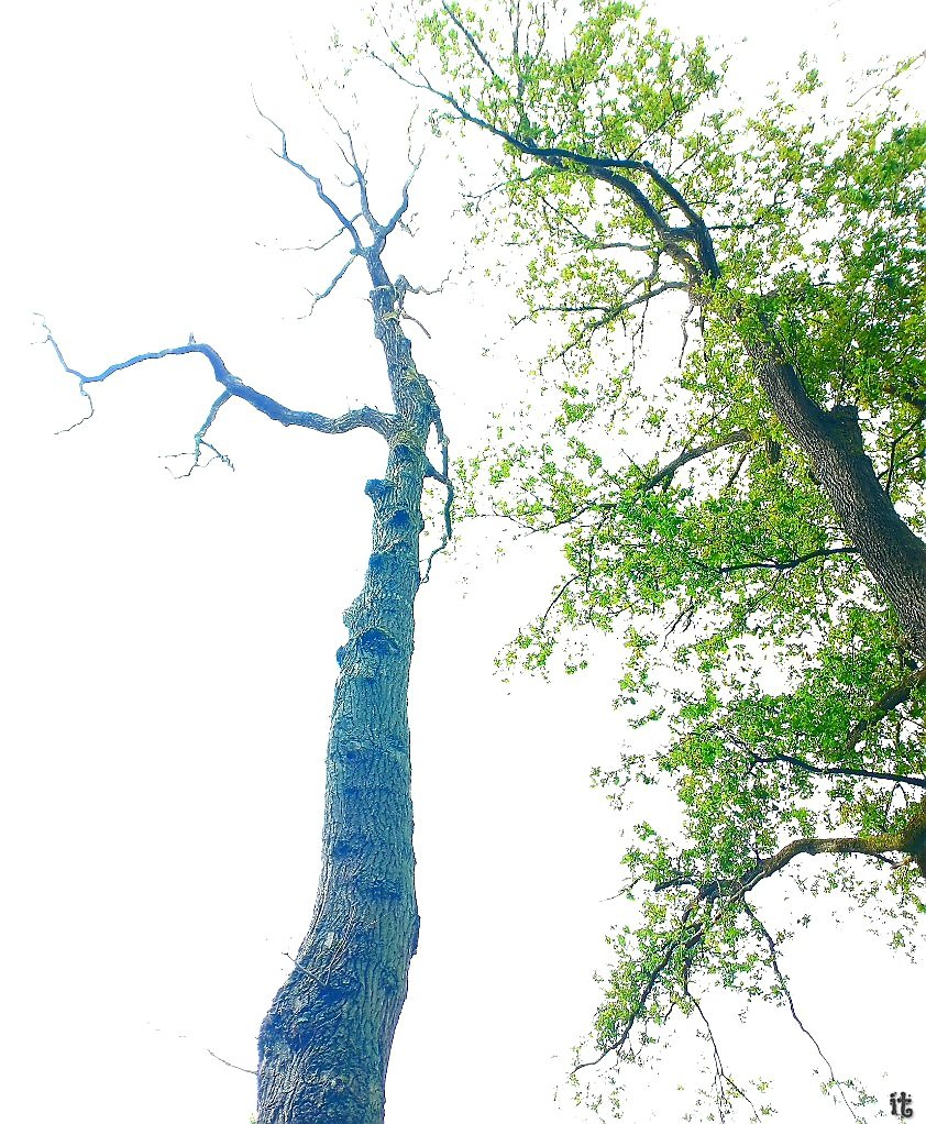 iterpstr's tweet photo. Dát Landschapsbeeld🤎"life & death"
#landschapsfotografie #leuvenheim #boomkunst #levenendood #foto #fotografie #beeldverhaal #landschapsartiest #landschapsfoto https://t.co/GaJ6XgciVG
