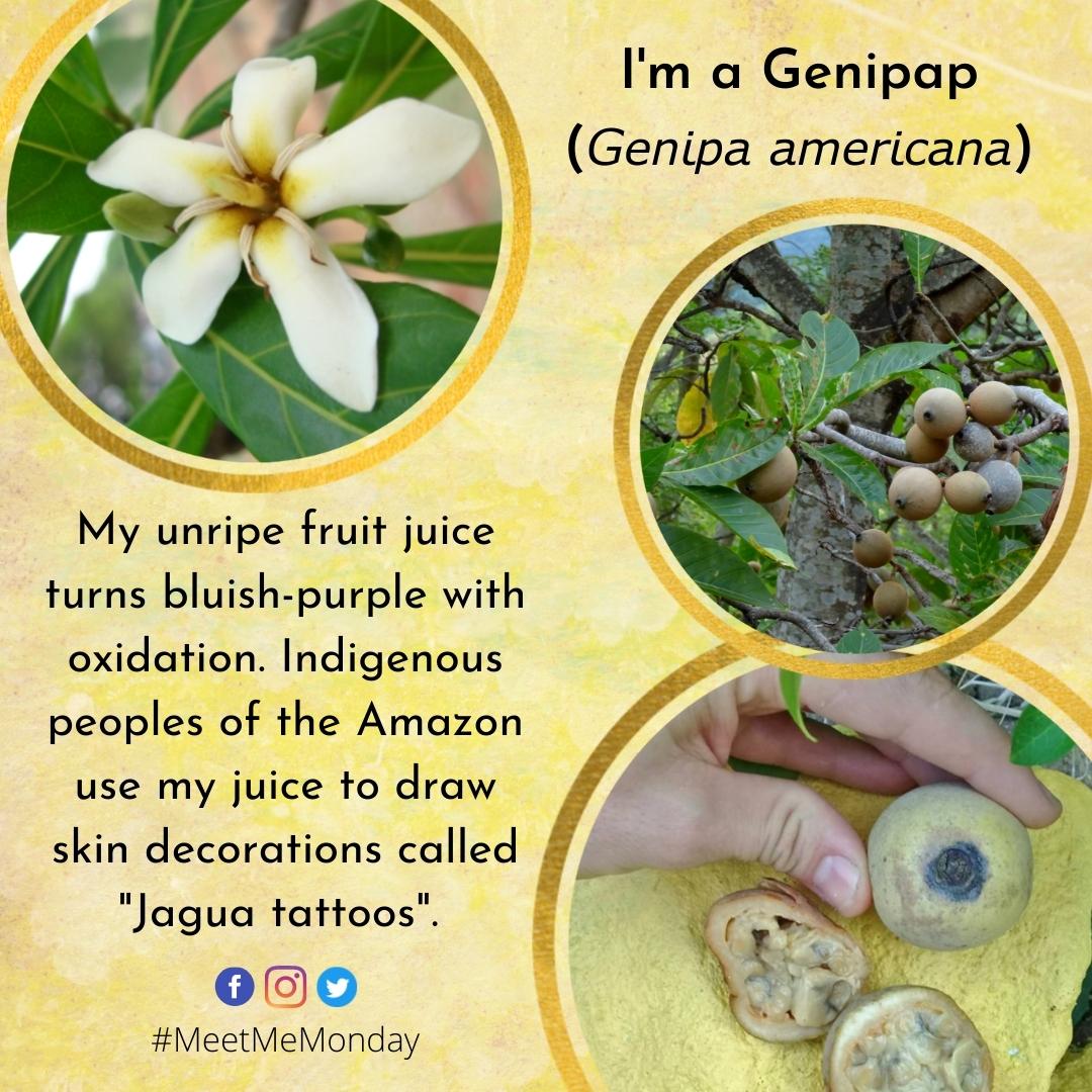 UwiZoology's tweet photo. #MeetMeMonday! Today we will be featuring the #Genipap (𝘎𝘦𝘯𝘪𝘱𝘢 𝘢𝘮𝘦𝘳𝘪𝘤𝘢𝘯𝘢)!
The #NHTT currently has 73 specimens in their collection. The earliest one was collected in 1877!
More information: https://t.co/bxTXMMvAC6
📸IDSeeds Farm, João Medeiros, 2017 PenciDesign https://t.co/ES2WVyky4j