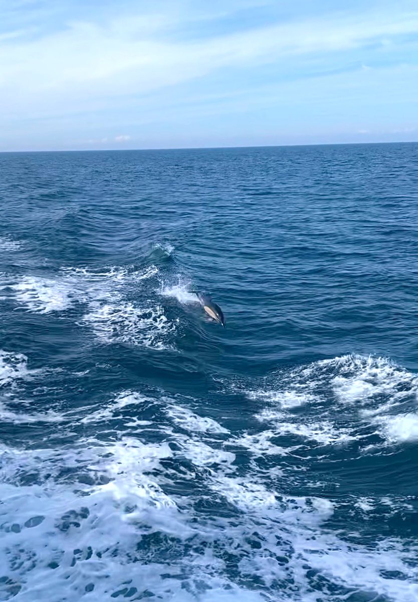 Megan__Strachan's tweet photo. Check out my latest @MARINElife_UK Wildlife Officer report from my trip over to Lundy Island! 🐬🦭💙 

#marinelife #wildlifephotography #conservation #NaturePhotography @LundyLandmark 

https://t.co/nJFommt6YZ https://t.co/ssiQf112eN