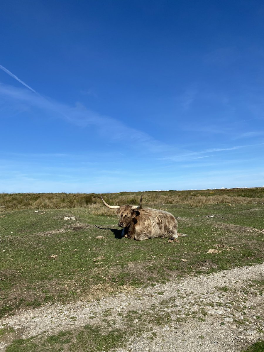 Megan__Strachan's tweet photo. Check out my latest @MARINElife_UK Wildlife Officer report from my trip over to Lundy Island! 🐬🦭💙 

#marinelife #wildlifephotography #conservation #NaturePhotography @LundyLandmark 

https://t.co/nJFommt6YZ https://t.co/ssiQf112eN