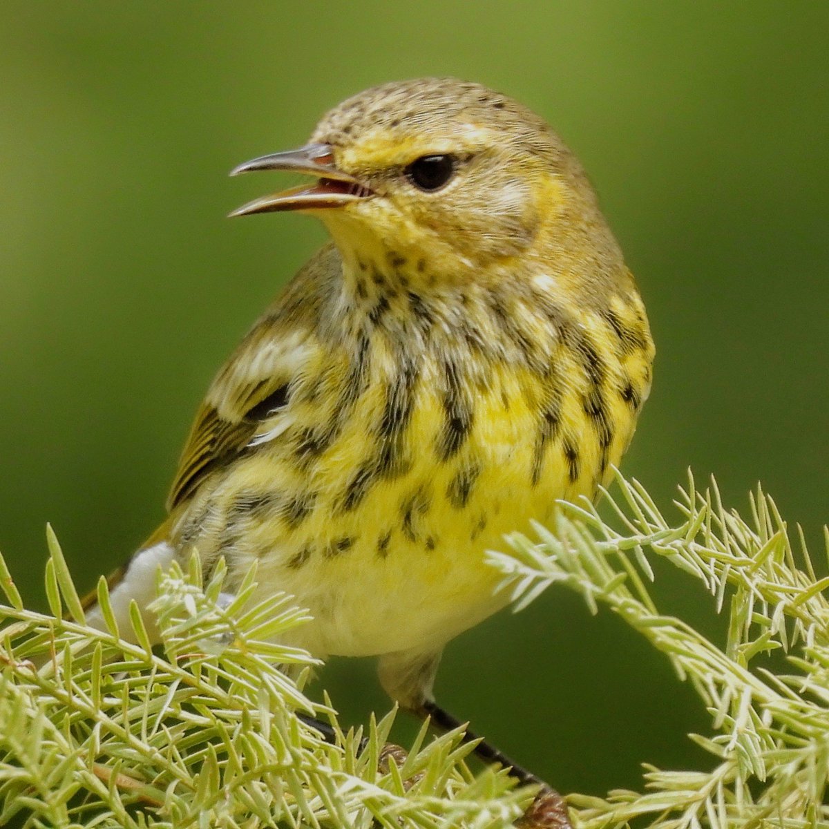 BirdCentralPark's tweet photo. A Cape May Warbler this morning on the northeast side of Maintenance Meadow in the Central Park Ramble. https://t.co/8zJqY8QfmZ