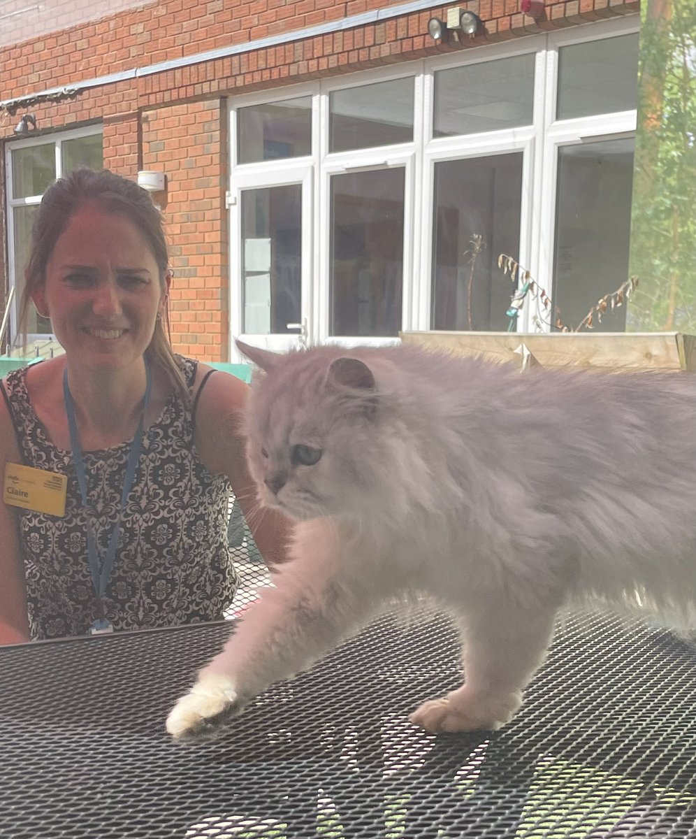 Robinson Ward (@robinsonwardcrh) on Twitter photo Was really lovely to receive a visit from <a href="/CatVillageNorth/">Cat Village</a> today, for some Animal Assisted Therapy for our staff. Trained therapy cats offering comfort, laughs and stress relief π₯°Smiles all around <a href="/royalhospital/">Chesterfield Royal Hospital NHS FT</a> <a href="/teamsurgery/">@CRH#TeamSurgery</a> <a href="/Katie78548889/">Katie</a> <a href="/editgirl1/">Karen Johnson</a> Was really lovely to receive a visit from <a href="/CatVillageNorth/">Cat Village</a> today, for some Animal Assisted Therapy for our staff. Trained therapy cats offering comfort, laughs and stress relief π₯°Smiles all around <a href="/royalhospital/">Chesterfield Royal Hospital NHS FT</a> <a href="/teamsurgery/">@CRH#TeamSurgery</a> <a href="/Katie78548889/">Katie</a> <a href="/editgirl1/">Karen Johnson</a>