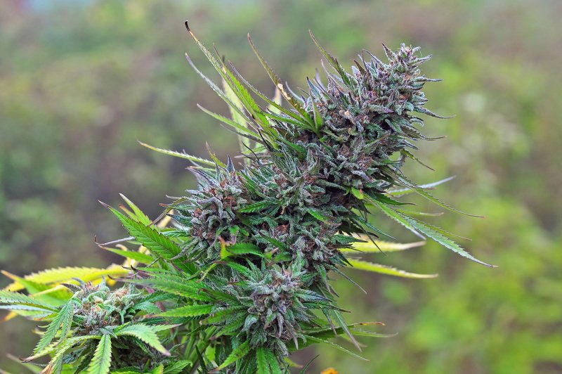 bredly_weed's tweet photo. Gello is a hybrid strain that is often classified as either an indica- or sativa-dominant hybrid. However, since it exhibits characteristics of both plants, it’s commonly listed as a dual-type strain.Gello’s genetics are believed to be Northern Lights

https://t.co/lGxhPNHp2B https://t.co/rmA0eG3GB2