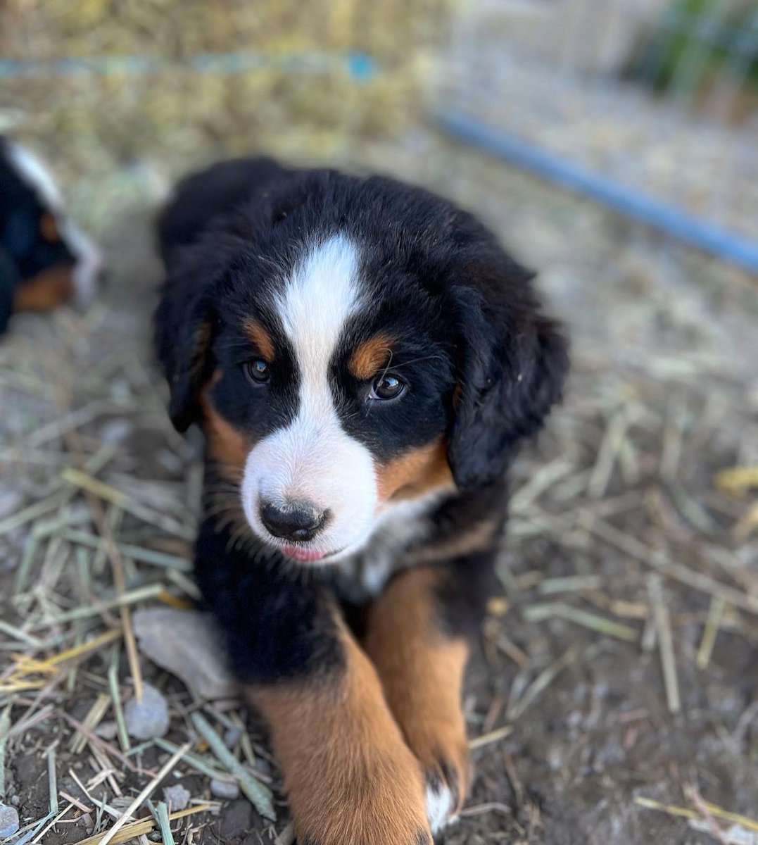 Any ideas for apple related puppy names?