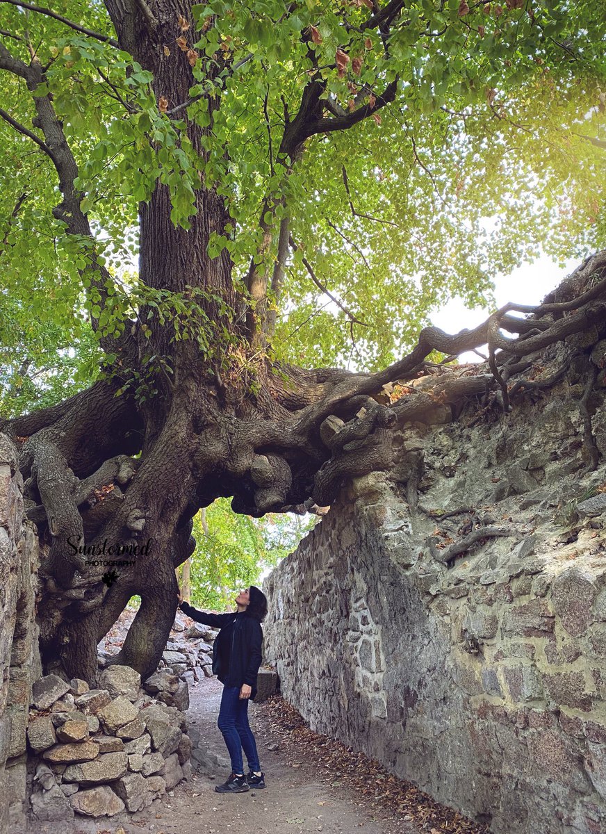 LeonieUribe's tweet photo. 🤔 #oldtree
#alterbaum
#gammelttræ
#老树
#Lǎoshù
 #vanhapuu
#오래된나무
 #olaedoennamu
   #古い木
 #Furuiki https://t.co/vTedmDQnPE