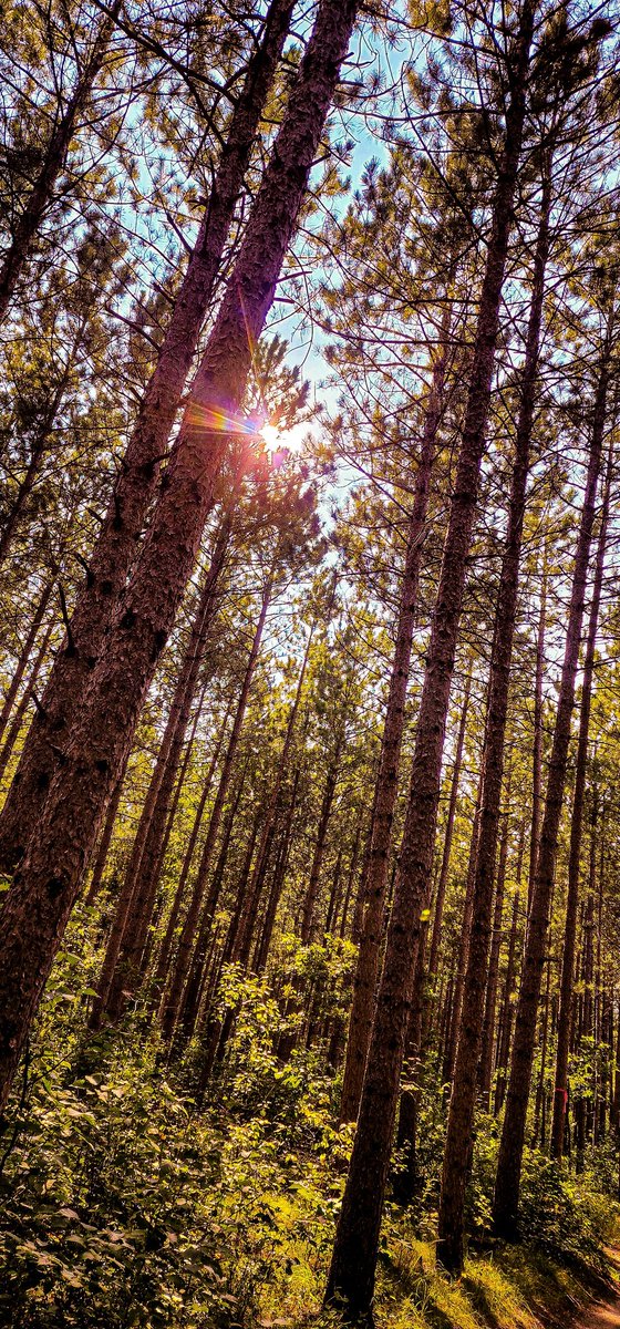 96jazzybear69's tweet photo. Photo: The Woods
#beautiful #woods #photography #outdoors #nature #photos https://t.co/fYUN6o6jz6