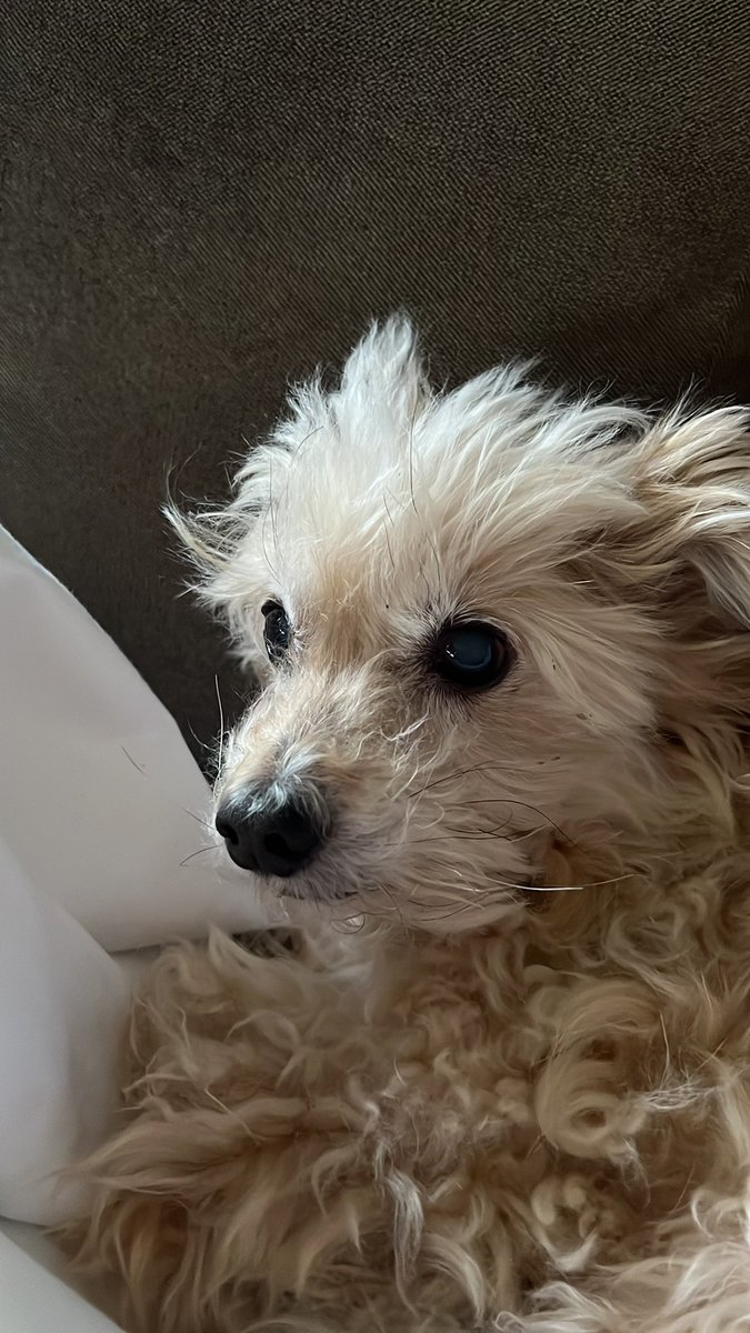 carney849's tweet photo. @Happydog___ George says happy birthday pretty sweet Ivy !! His birthday is Valentine’s Day and he turned 16 and he’s getting younger every year !!! https://t.co/Le2wJrKeoG