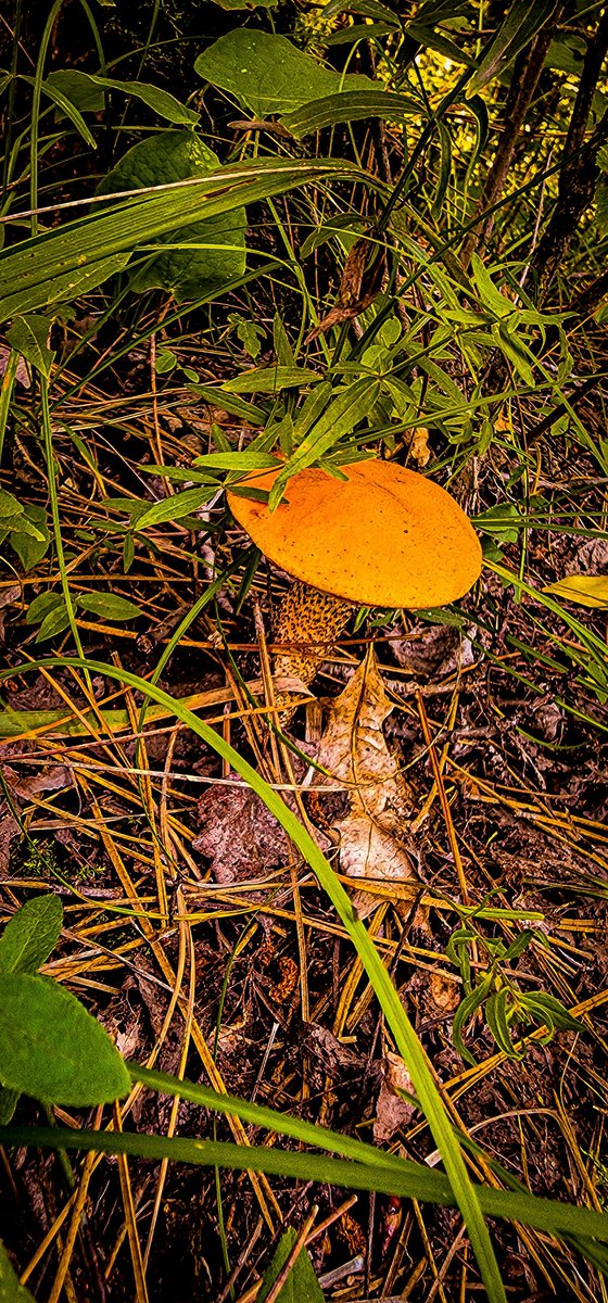96jazzybear69's tweet photo. Photo: What Grows Outdoors
#Beautiful #mushrooms #flowers #nature #sightseeing #photography #photos https://t.co/iOuHc7zjWj