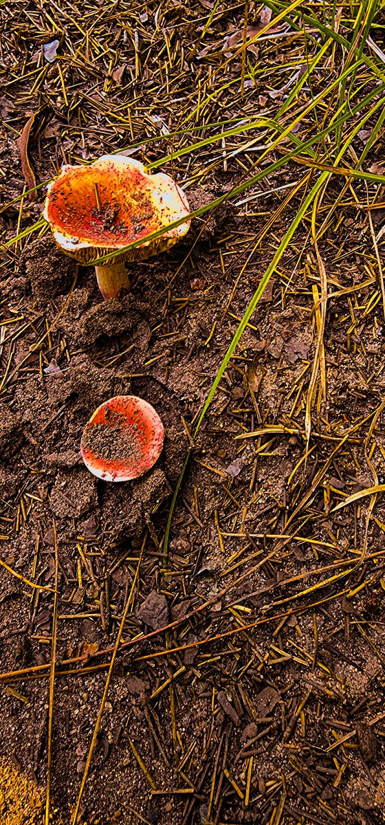 96jazzybear69's tweet photo. Photo: What Grows Outdoors
#Beautiful #mushrooms #flowers #nature #sightseeing #photography #photos https://t.co/iOuHc7zjWj