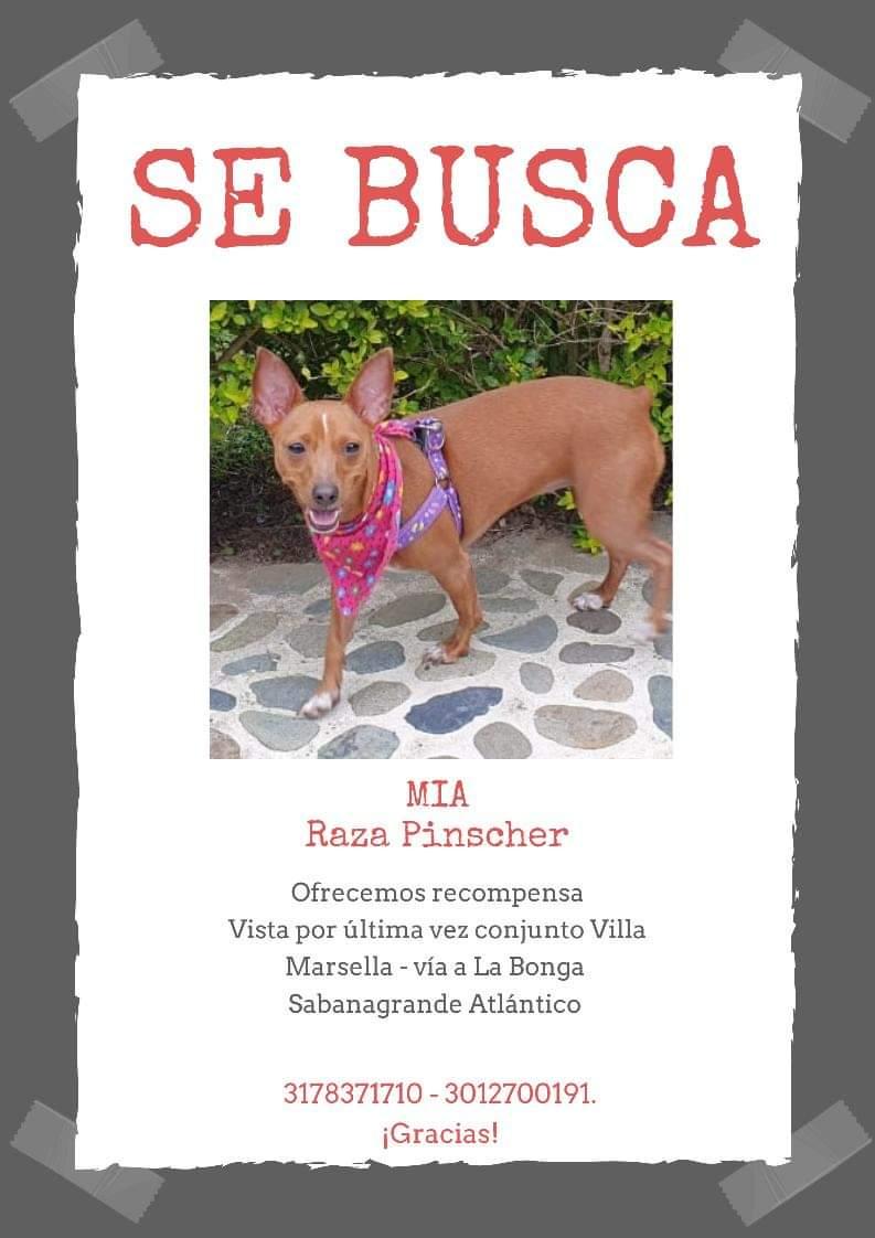 Su familia la está buscando, si la has visto contactate a los números del post #Perros #perrosperdidos #perdidos