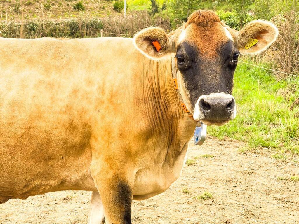 Jersey cows about to get cancelled for still doing blackface in 2022 @princessbythec instagr.am/p/CiIdh4ULCA3/