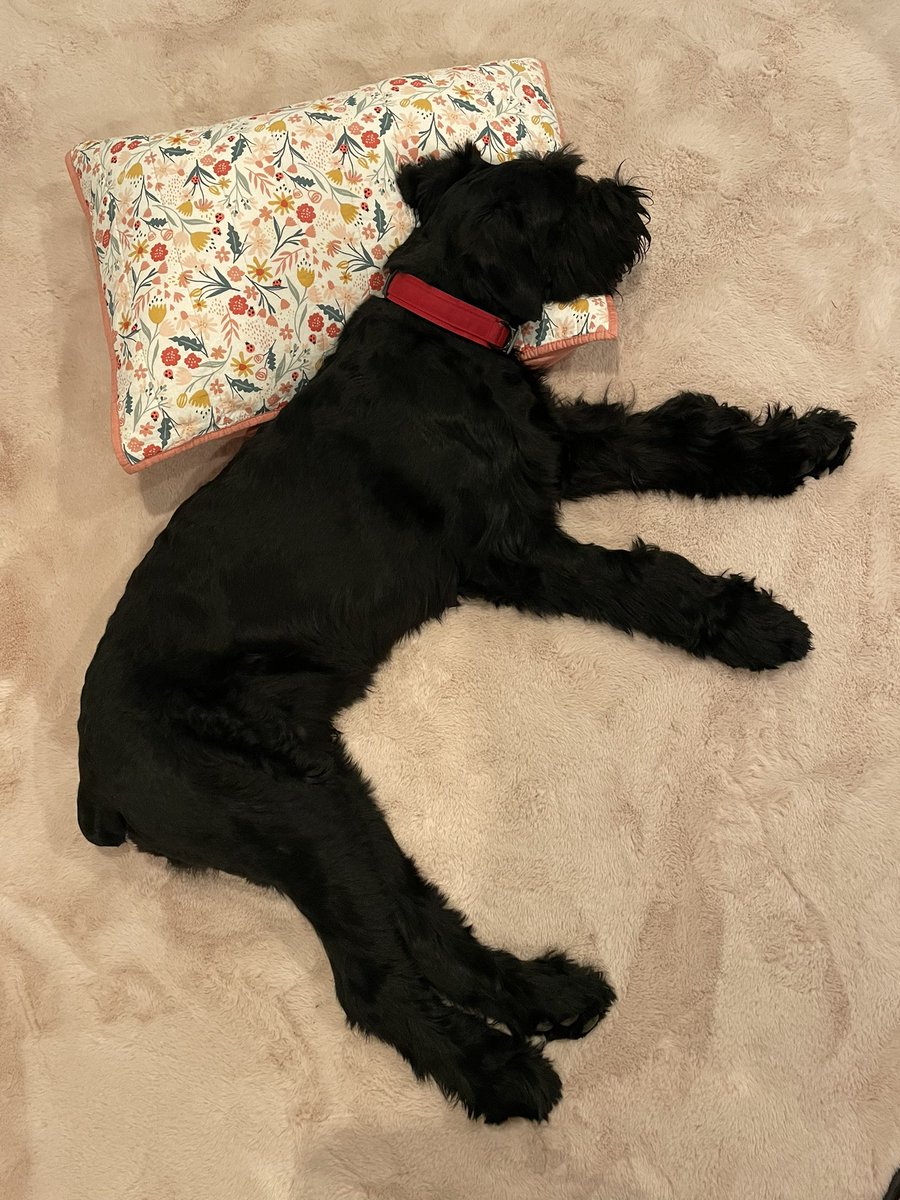thevetwrites's tweet image. After a 45-min walk and a 1-hr training session at Home Depot, he decided to help himself to a pillow from my 4yr olds bed for his nap. 

#giantschnauzer #6monthsold #tiredpup