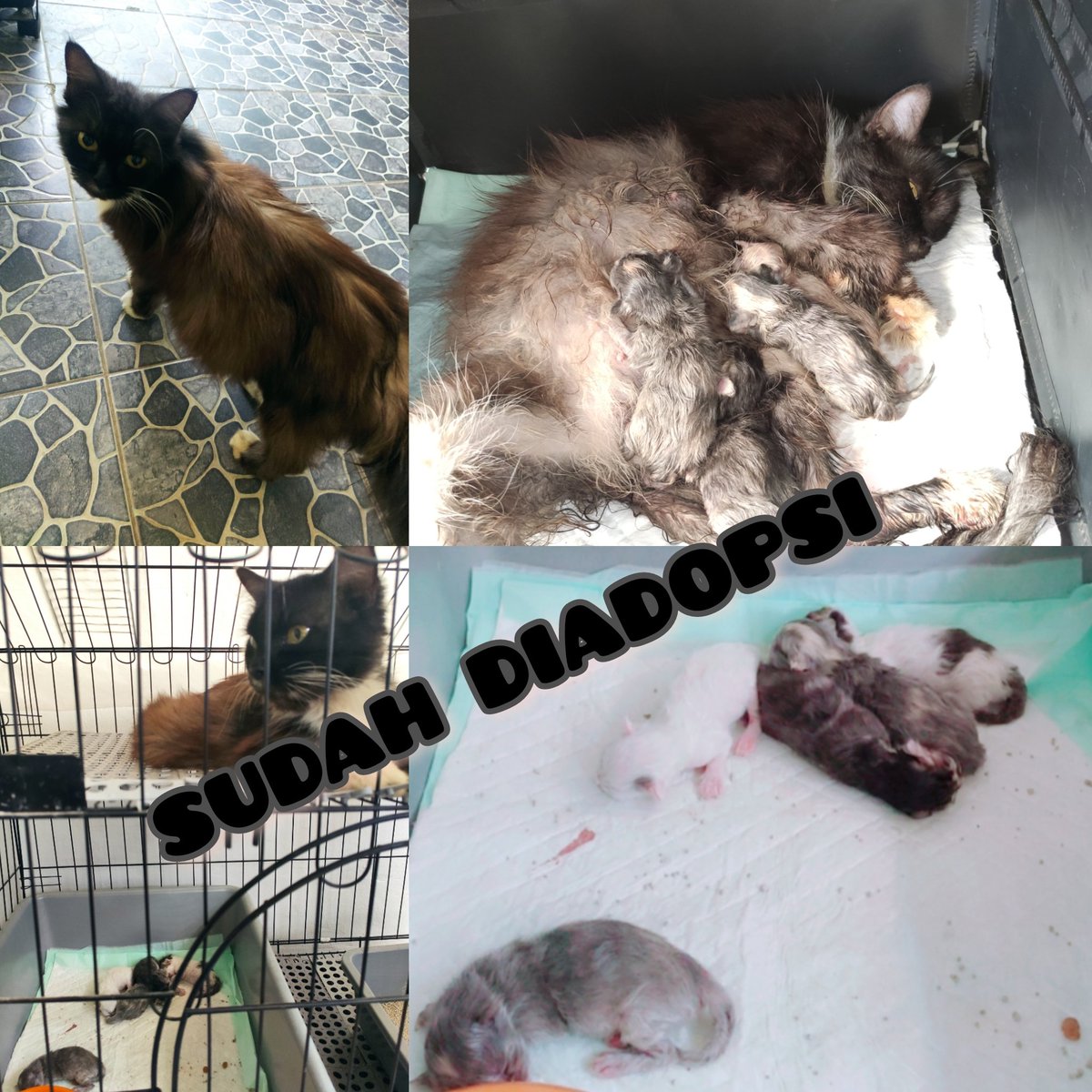 kochengfs's tweet photo. 🐈
Alhamdulillah sudah teradopt..semoga induk dan para kitten betah2 dirumah baru..dan kk yang adopt selalu diberi kesehatan..aamiin 
Makasih semuanya 🙏 https://t.co/LQ3QYMFfdb