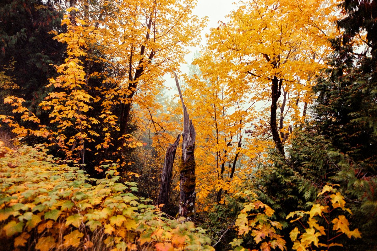 johncwingfield's tweet photo. Autumn in Washington, captured on film https://t.co/NYxB7NseRU