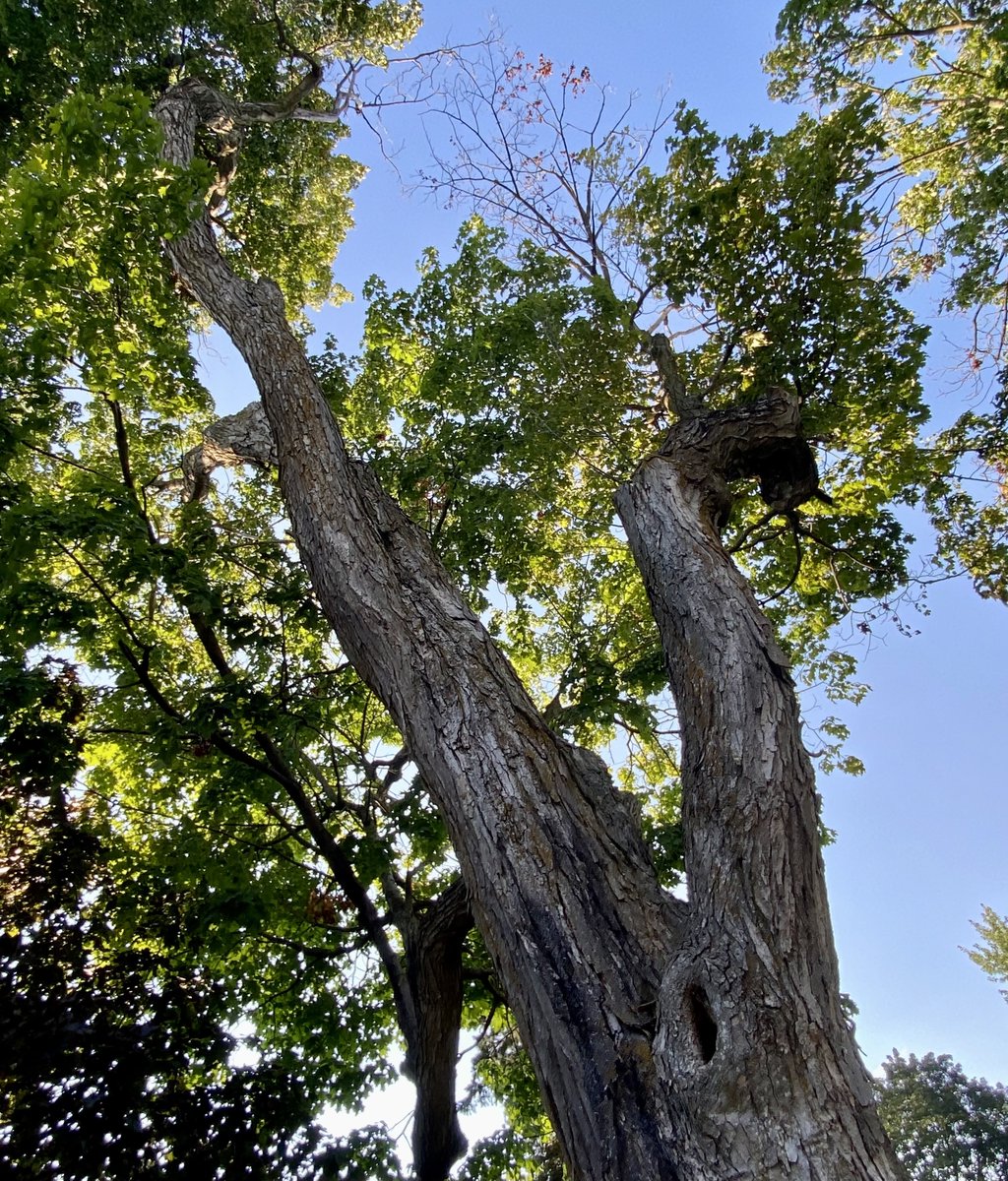treetrusttrees's tweet photo. "If you would know strength and patience, welcome the company of trees."

~ Hal Borland

#treetrust #treequote #halborland #urbanforest #urbangreening #savetrees https://t.co/cgMufAXCU6