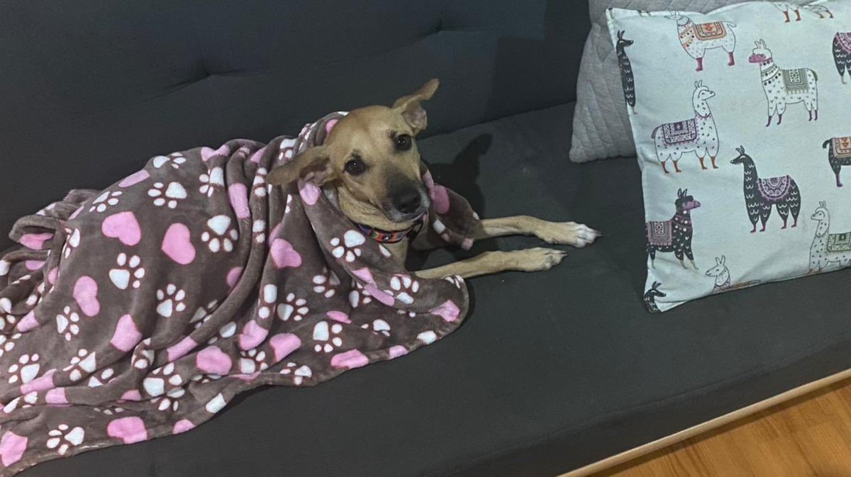 Alicia tiene nuevo hogar. Te amamos 💜. Gracias <a href="/silviaeme2/">silviaeme</a> por recibirla, va a ser feliz con tu familia. Gracias <a href="/ContoAlejandra/">Alejandra Conto</a> y #Oscar por hacerlo posible.