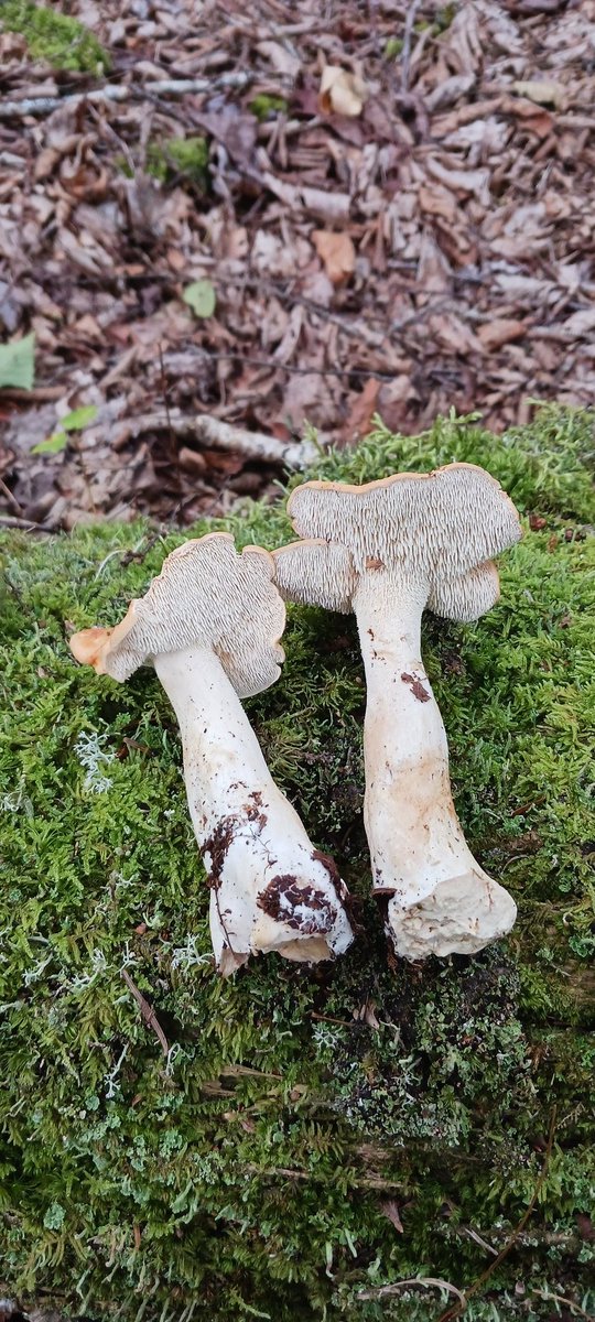 FungalDreamTeam's tweet photo. #yum #hedgehogs #hydnum #bussinbussin #bigbois #fungieverydangday 🇨🇦🍄 https://t.co/slV3I0wWpB