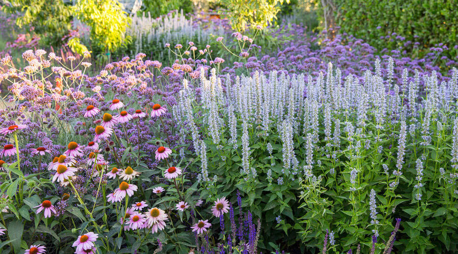 Plant These Beauties for a Mediterranean Garden That’ll Thrive in the West sunset.com/home-garden/pl… #plants #gardening
