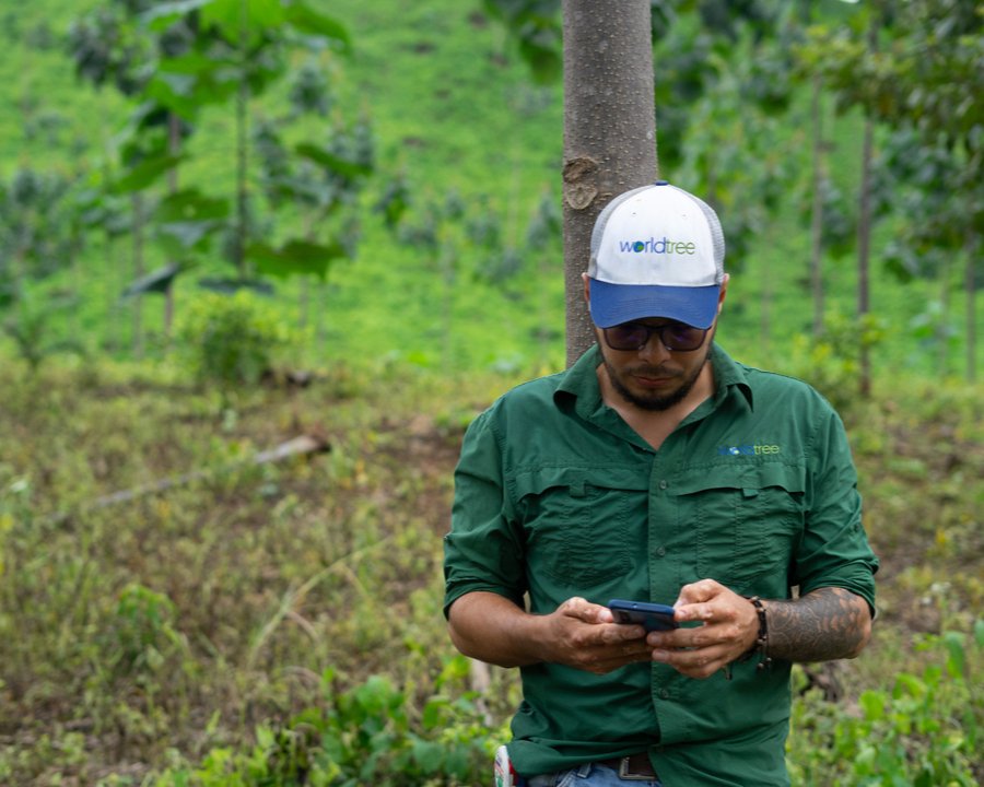 World Tree tweet media